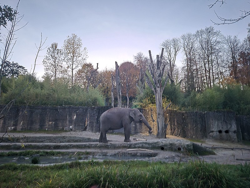 Konferenz in unmittelbarer Nähe von Elefanten